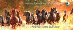 Friesengestüt Black Pearl